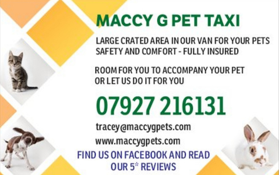 Pet best sale taxi business