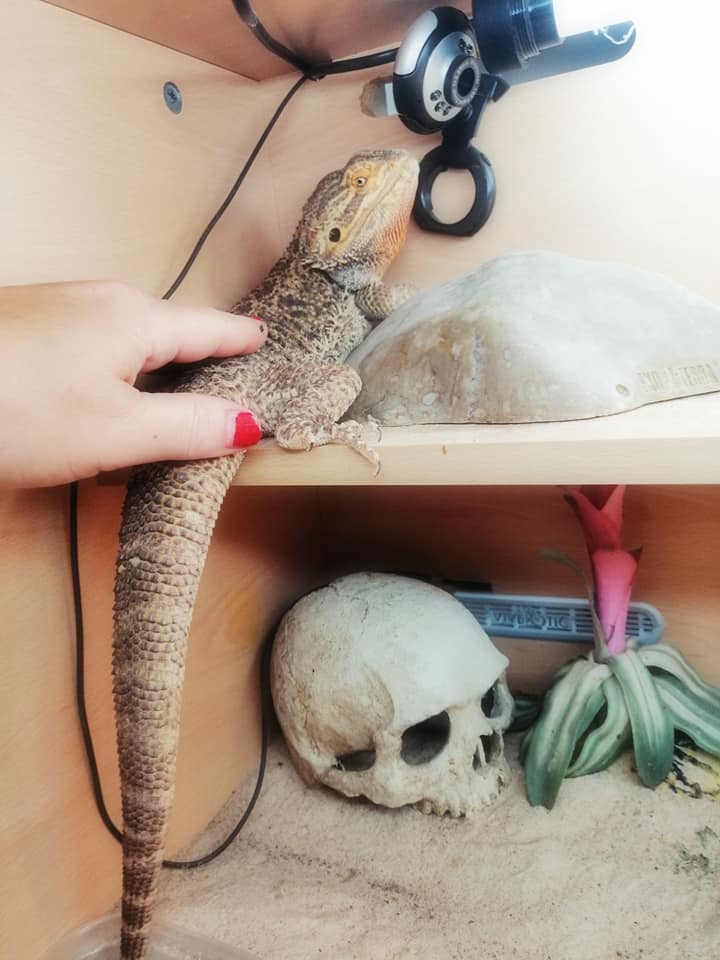 Small Furry Pets & Reptiles Sitting Service Norwich ...